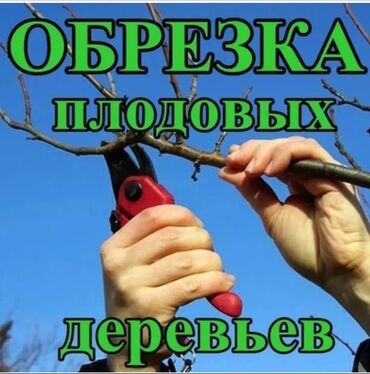 дерево орех: 🌿 Обрезка плодовых деревьев