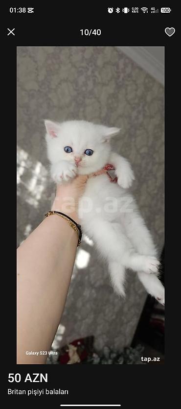 Pişiklər: Şotland, Erkək, Dişi — 11