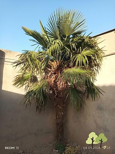 Yelpikyarpaq xurma ağacı (Trachycarpus fortunei) - Dekorativ, yelpik