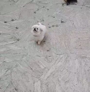 zvanok itler: Pekines, 1 il, Dişi, Peyvəndli, Pulsuz çatdırılma, Ödənişli çatdırılma