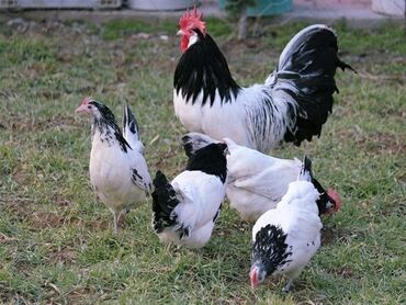 шотландская вислоухая кошка черная: Продаю Инкубационные яйца и цыплят Инкубационное яйцо - 150 сом