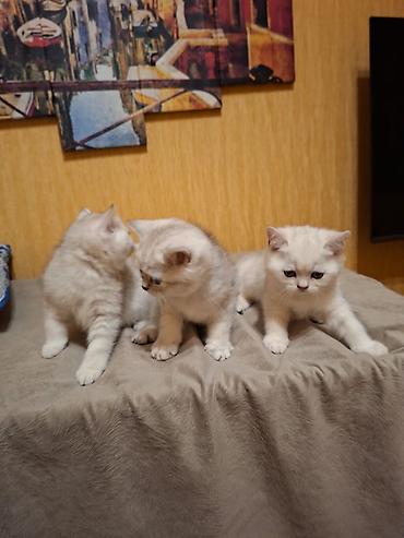 Pişiklər: Britan — 6