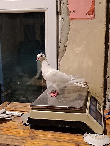 qus ucun qəfəs: 16-17tuk təmiz cilpaq ayaq aglar. biri erkey. biri mayadi. amma cut — 8