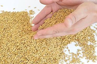 семина кукуруза: Продаю Арпа ячмень в любых количествах! — 1