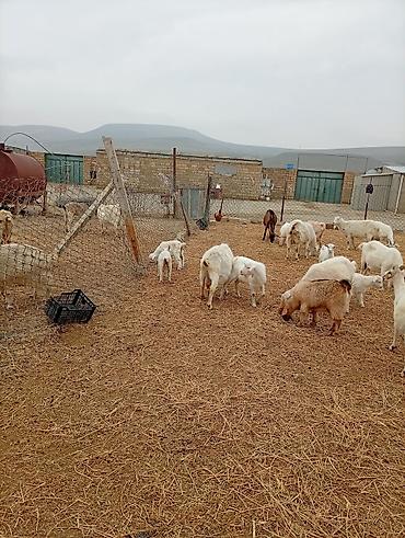 ucuz yem: Təsərrüfatdan müxtəlif yaşda və rəngdə keçilər satılır — 10