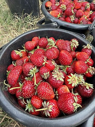 Клубника: Клубника — 7