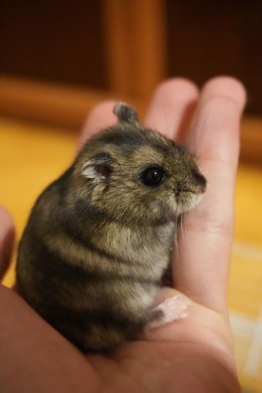 hazir yuva: Cırtdan hamster + qəfəs dəsti - Növ: cırtdan hamster (Djungarian — 1