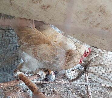 купить экзотических животных: Сатам | Тооктор | Брама | Көбөйтүү үчүн