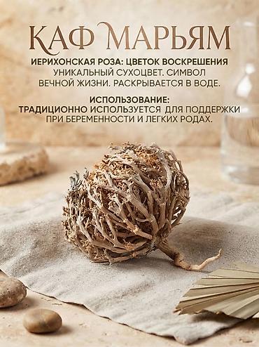 листья алоэ купить: Иерихонская роза (Каф Марьям) — «цветок воскрешения». - Уникальное — 1
