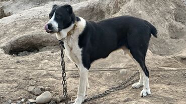 охотничий собака: Алабай, 1 год, Самец, С прививкой