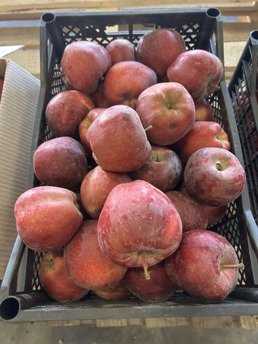 Яблоки: Яблоки — 3