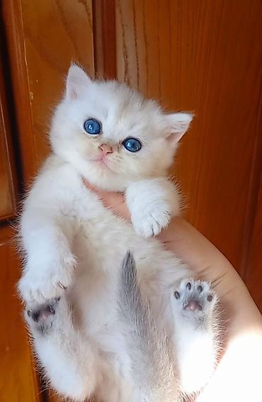 Кошки: Золотая шиншилла, Самец — 1