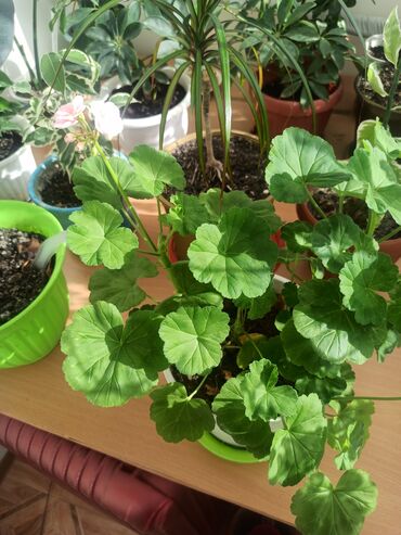 Другие комнатные растения: Цветок, большой — 4