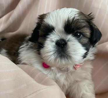 Продажа собак: ПРОДАЮТСЯ ЩЕНКИ ШИ-ТЦУ!!! 3 мальчика и 2 — 1