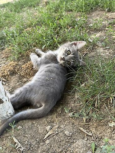 котята шиншиллы: Котята – ласковые, игривые ищут 🏡 Разные окрасы: - бело-серый с — 5