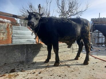 дойних коров: Продаю | Корова (самка), Бык (самец), Тёлка