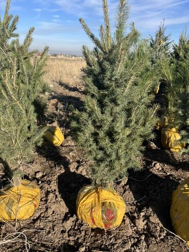 туя ели: Тянь шяньская ель с комом земли для пересадки - Хвойные саженцы с