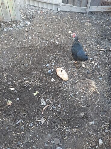 голуби жвотный: Тоок сатылат срочно 1 штук 400сом