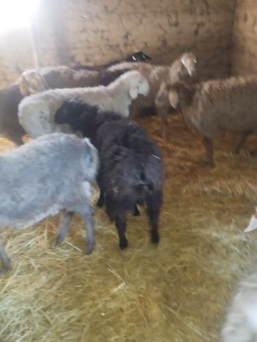 Бараны, овцы: Продаю | Баран (самец) — 19