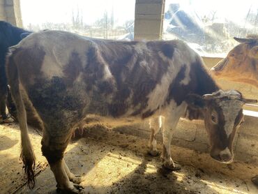 Коровы, быки: Продаю | Корова (самка) | Симментальская | Для молока | Искусственник