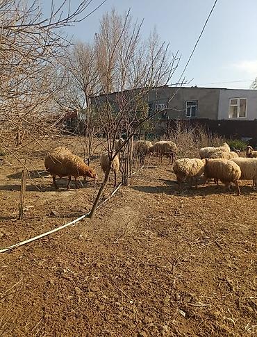 Digər kənd təsərrüfatı heyvanları: Digər kənd təsərrüfatı heyvanları — 10