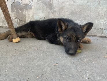 Собаки: Продаю щенка немецкой овчарки Кобель 2 месяцев крупный Окрас