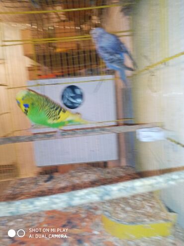 Digər quşlar: Çex cütler satılır papuqaylar təmiz qan vıstıvıcnıy vıstıvka sərgi — 20