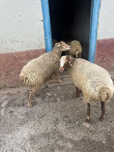 quzu: Təcili satılır. Qoyunlar qoca deyil, cavandırlar. Onlardan ikisi hələ — 1