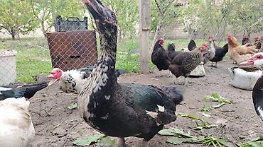 cins ineklerin satisi: Erkək, | Lal ördək, Damazlıq — 1