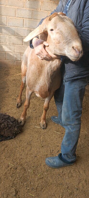 Бараны, овцы: Продаю | Баран (самец) | Для разведения | Осеменитель — 10