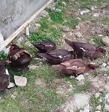 gence quşlar: Gördüyünüz temiz qan qırmızı öküzlərin balaları var satışda 11 ədəddir — 1