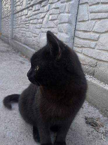 Продажа кошек: 6 месяцев, Мальчик, Черный — 26