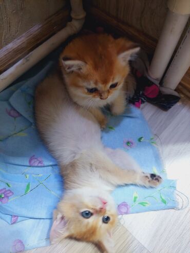 Pişiklər: Qızıl şinşilla, Erkək, Dişi, Yaxşı əllərə, Ünvandan götürmə -da lalafo.az — 12 Pişiklər: Qızıl şinşilla, Erkək, Dişi, Yaxşı əllərə, Ünvandan götürmə — 12