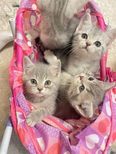 Pişiklər: 200 manatdan başdıyan qiymətlər 1000 manata kimi. Qiymət pişiyin — 23