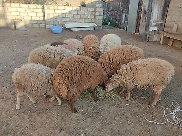 Quzu: Erkey qoyunlar 8 eded hamsi erkeydi — 15