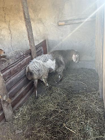 Баран, овца: Продаю | Баран (самец) | Для разведения | Осеменитель — 3