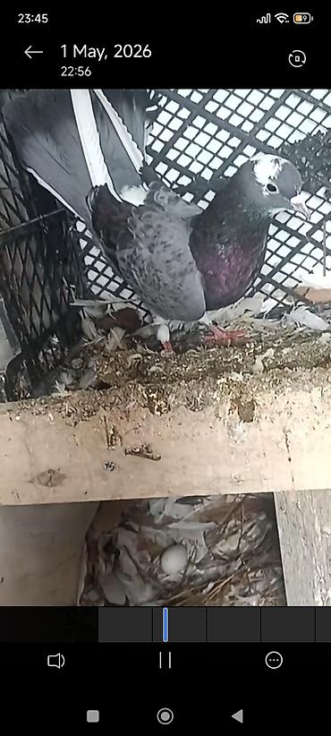 Göyərçinlər: Cüt dekorativ göyərçin - Növ: dekorativ ev göyərçinləri, cüt - — 8