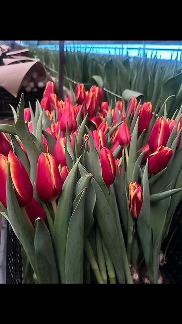 Букеты из живых цветов: Дорогие друзья! В продаже голландские тюльпаны выращенные в наших — 15