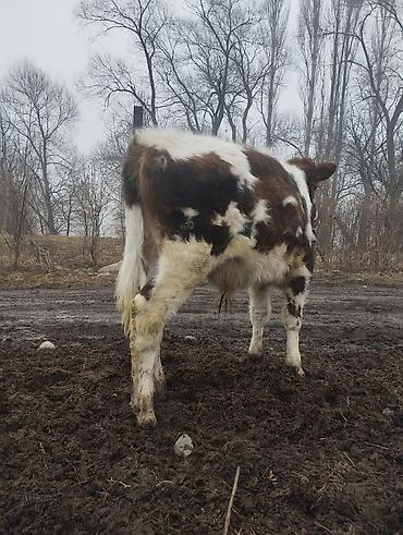 Коровы, быки: Продаю | Музоо, торпок | Полукровка | На откорм | Привязанные — 9