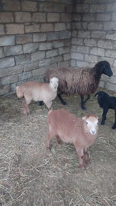 Qoyunlar, qoçlar: Razılaşma yolu ilə çox təcili satılır.balalı balasız fərq etmir — 9