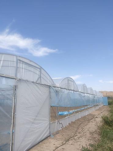 Теплицы: Тепличный комплекс каркасно-пленочного типа - Пролетная теплица с — 8