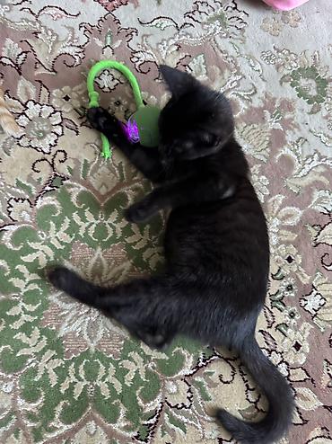 кошка черная: Кошка даром: Беспородная, 3 месяца, Девочка, Приучена к лотку, Проглистована — 1