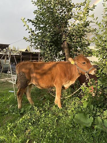 отдам животных в хорошие руки: Продаю | Музоо, торпок — 3