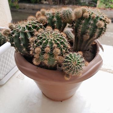 kiraye 1 otaq evler: Çoxgövdəli kaktus (Echinopsis/Notocactus tipli) – dibçəkdə - Bitki — 3