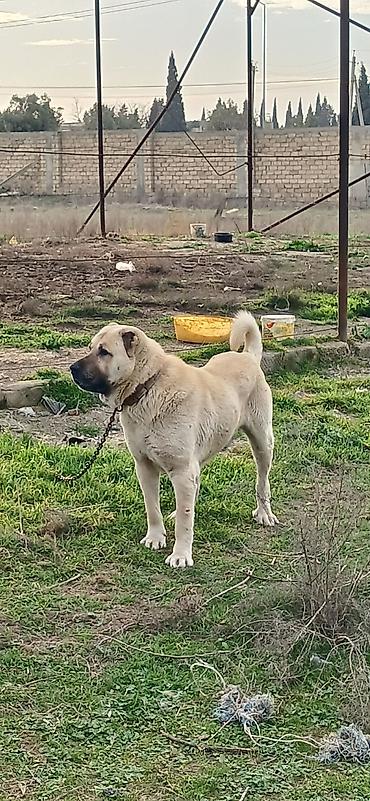 İtlər: Kanqal, 2 il, Erkek — 2