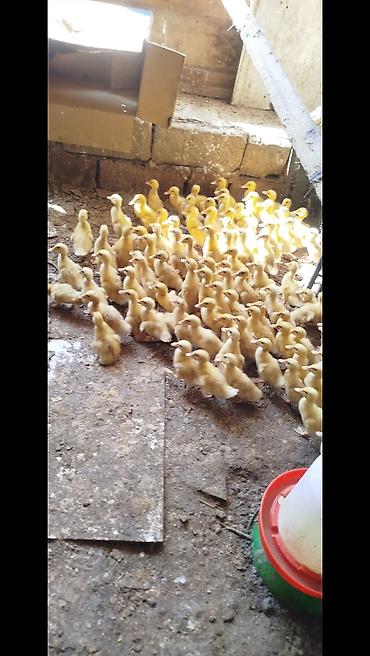 pekin ördeği: Salam tam saqlam pekin kuban krdeklerdi 15 gunukduler .Unvan . Mawdaqa — 2