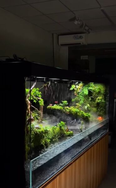 Akvarium aksessuar və ləvazimatları: Su canlıları sqxlamaq üçün uyğumdur. Sistem 24 və 12 volt enerji ilə — 2