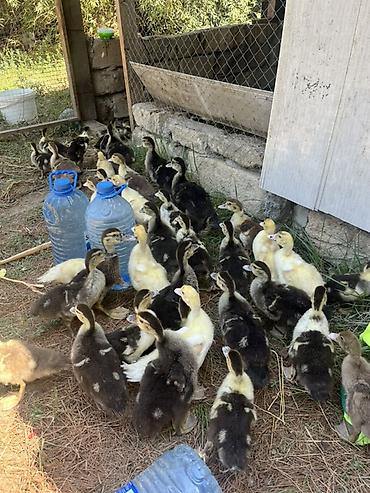 bala keci: 45 gündən yuxarı lal ördək satılır.Qiymət 7 manat sondur.Bu gün çıxmış — 2