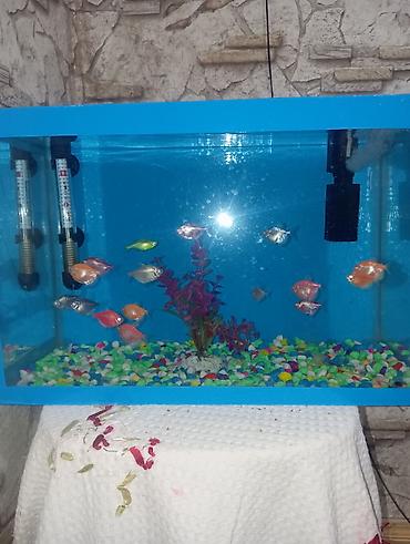 koi balığı satılık: 🐠 *AKVARYUM SATILIR - MƏRDƏKAN* 🐠 📏 Ölçü: Eni 46 sm / Uzunluğu 30 sm — 6