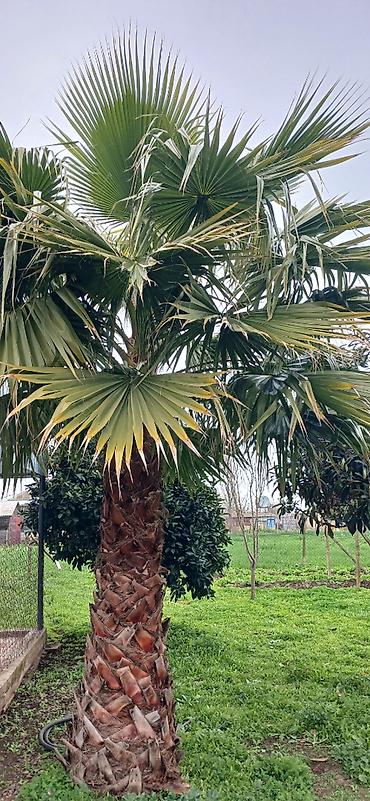 guldəfnə bitkisi: Məhsul: Dekorativ palma ağacı (Washingtonia robusta tipli fan-palması) — 1